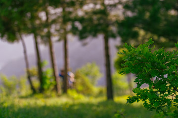 Mountain biker wearing a blue shirt is pushing his bike through green woods while enjoying the amazing view.