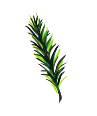 Fluffy green branch of pine or spruce.