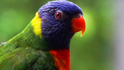rainbow lorikeet