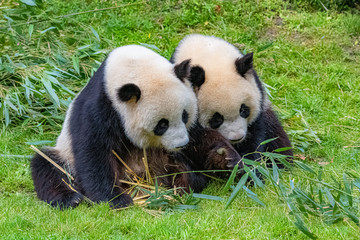 Obraz na płótnie Canvas Giant pandas, bear pandas, the mother and her son eating bamboo 