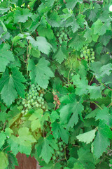 Young Grapes, green bunch of grapes.