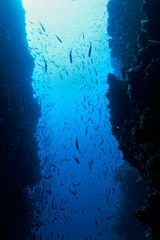 Fototapeta premium A shoal of fish on Lastovo Archipelago