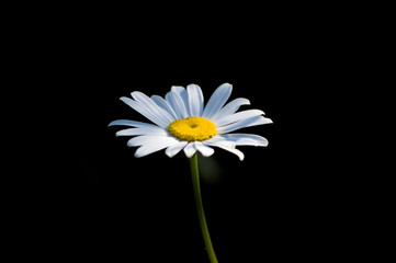 A single daisy on a black background