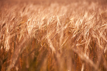 Obraz premium Close up spikes of wheat in sun rays. Grain crops in the field. Agriculture, agronomy, industry concept.