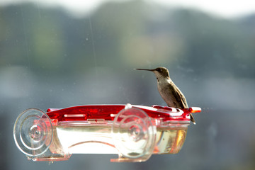 Humming Bird Sitting on Feeder © KCULP