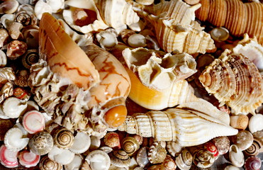 Sea shells found on the beach in Thailand. Close-up.