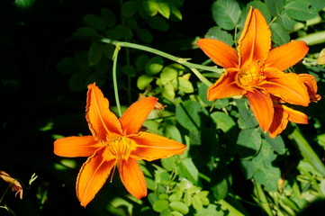 Two orange lilies on a green background.