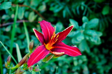 Fototapeta premium Red lily on a blurry green background. The buds. Close-up.