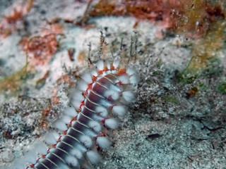 Bearded Fireworm (Hermodice carunculata)