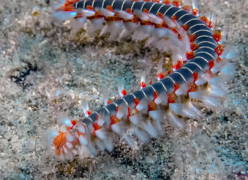 Bearded Fireworm (Hermodice carunculata)