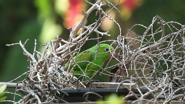 Maritacas comendo semente de girassol no quintal em S&atilde;o Paulo, Brasil 