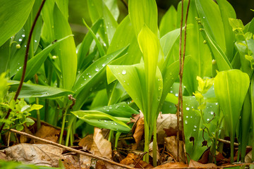 Fototapeta premium Closeup of lily of the valley in the forest with dew