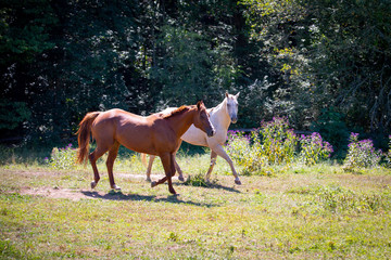 Fototapeta premium Beautiful red and white horses on a farm in the field in North Carolina