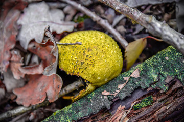 macro photograph close up of beautiful mushrooms in the woods in autumn