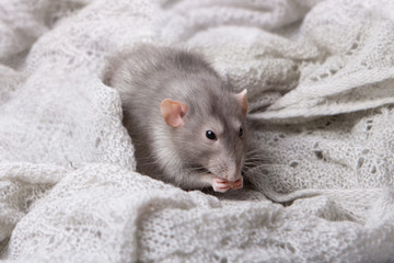 Charming pet. Gray decorative rat Dumbo in a woolen chalet.