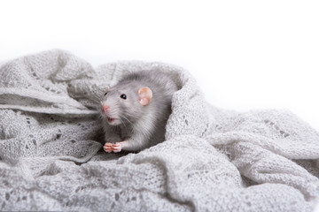 Charming pet. Gray decorative rat Dumbo in a woolen chalet.