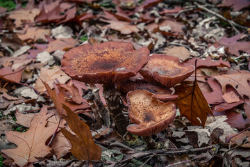 macro photograph close up of beautiful mushrooms in the woods in autumn