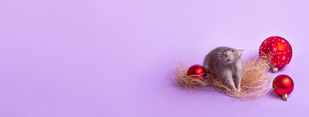 Banner. Charming pet. Decorative rat Dumbo on lilac background. Christmas toys. Year of the rat. Chinese New Year.