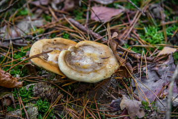 macro photograph close up of beautiful mushrooms in the woods in autumn