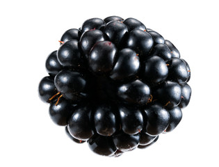 blackberry on a white background