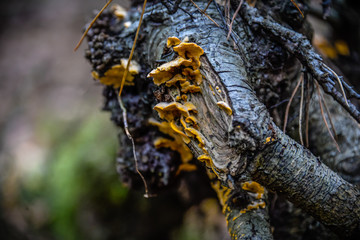 macro photograph close up of beautiful mushrooms in the woods in autumn