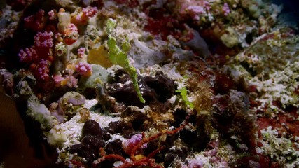 Green Robust Ghost Pipefish (Solenostomus cyanopterus) is swimming in a coral reef - close up, slow motion, Raja Ampat, Indonesia