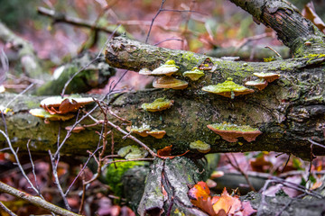 macro photograph close up of beautiful mushrooms in the woods in autumn