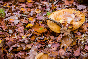 macro photograph close up of beautiful mushrooms in the woods in autumn