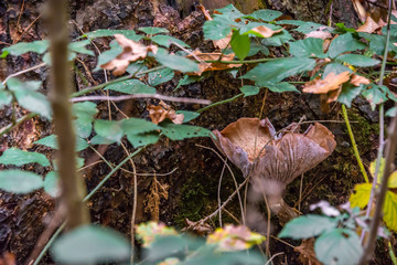 macro photograph close up of beautiful mushrooms in the woods in autumn