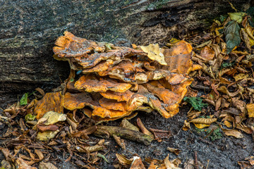 macro photograph close up of beautiful mushrooms in the woods in autumn