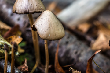 macro photograph close up of beautiful mushrooms in the woods in autumn