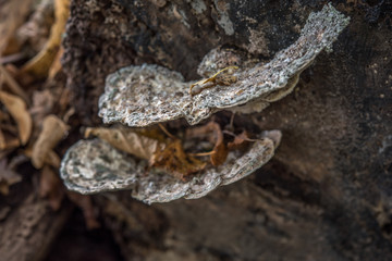 macro photograph close up of beautiful mushrooms in the woods in autumn