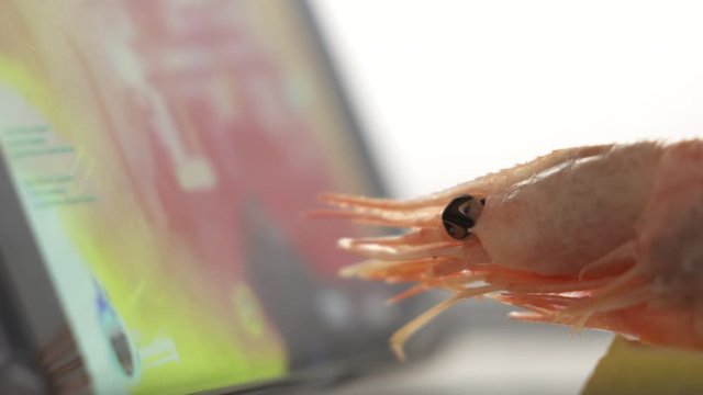 Boiled Shrimp Gamer Watching Live Video Game Play Stream On Mobile Phone Screen. Smartphone Streaming Overwatch Online Game.