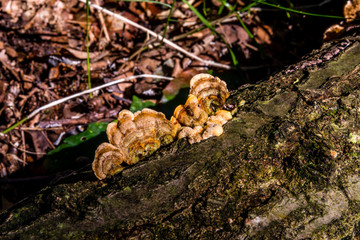 macro photograph close up of beautiful mushrooms in the woods in autumn
