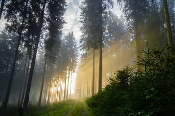 Foggy morning in a spruce forest with strong sunbeams in autumn. A forest track leads to the...