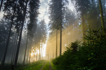 Naklejka premium Foggy morning in a spruce forest with strong sunbeams in autumn. A forest track leads to the background. Image taken near the town of Bad Berleburg, Germany. 