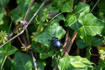 Large black beetle climbing over a leaf