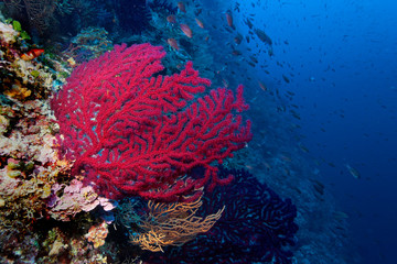 Coral reef from lastovo, Croatia