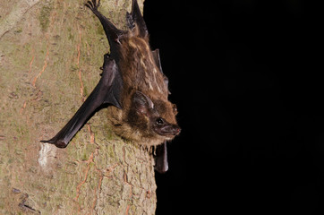 The lesser sac-winged bat or lesser white-lined bat (Saccopteryx leptura) is a bat species of the family Emballonuridae from South and Middle America.