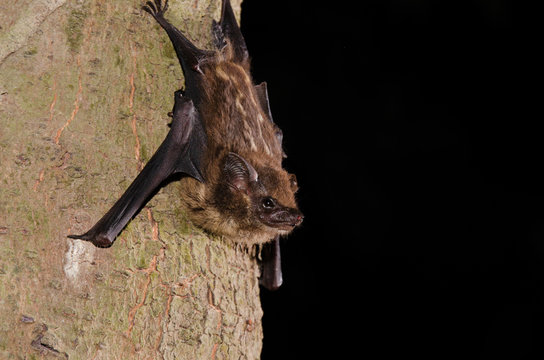 The lesser sac-winged bat or lesser white-lined bat (Saccopteryx leptura) is a bat species of the family Emballonuridae from South and Middle America.