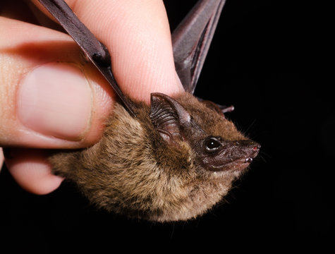 The lesser sac-winged bat or lesser white-lined bat (Saccopteryx leptura) is a bat species of the family Emballonuridae from South and Middle America.