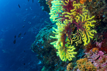 Fototapeta premium Coral reef from lastovo, Croatia