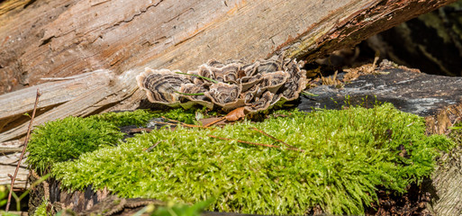 macro photograph close up of beautiful mushrooms in the woods in autumn