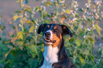 Appenzeller Mountain dog portrait in sommer, sundown light