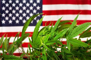 Cannabis plant and USA flag