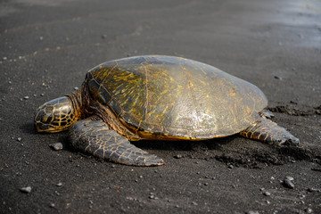 green sea turtle on black sand beach