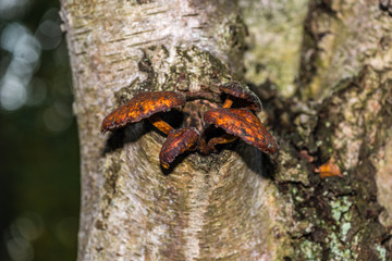 Photo by Rien Janssen (www.rienjanssen.com)