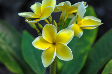 yellow plumeria and plant leaves