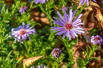 Purple aster flowers between green and orange leaves in autumn