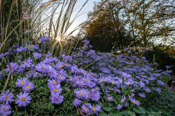 purple aster flowers in the evening sun in the park